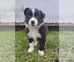 Puppy Howdy Border Collie