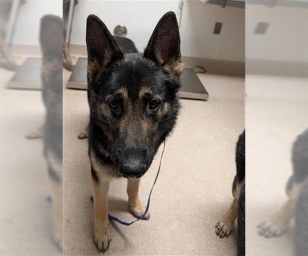 Medium Photo #1 German Shepherd Dog Puppy For Sale in Bakersfield, CA, USA