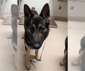 German Shepherd Dog Dogs for adoption in Bakersfield, CA, USA