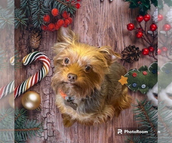 Medium Photo #1 Yorkshire Terrier Puppy For Sale in HUDSON, FL, USA