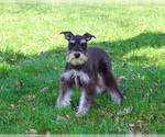 Small #4 Schnauzer (Miniature)