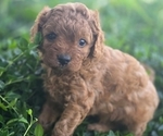 Puppy Puppy 1 Cavapoo