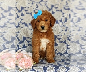 Goldendoodle (Miniature) Puppy for sale in KIRKWOOD, PA, USA