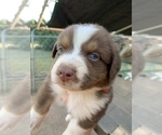 Small Photo #24 Australian Shepherd Puppy For Sale in MERIDIANVILLE, AL, USA