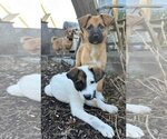 Small Photo #6 Labrador Retriever-Unknown Mix Puppy For Sale in Stephens City, VA, USA