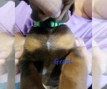 Small #5 Doberman Pinscher