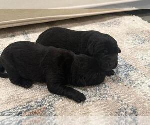 Labrador Retriever Puppy for Sale in COON VALLEY, Wisconsin USA