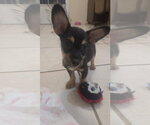 Small Photo #2 Chihuahua-Unknown Mix Puppy For Sale in Virginia Beach, VA, USA