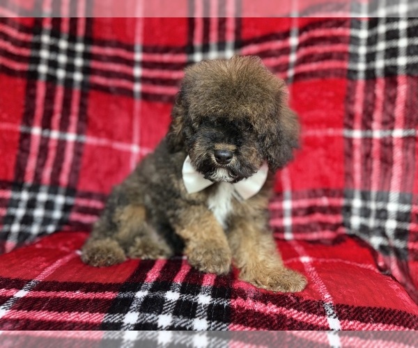 Medium Photo #7 Cockapoo (Miniature) Puppy For Sale in LAKELAND, FL, USA