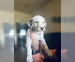 Small Photo #5 Dalmatian Puppy For Sale in AMARILLO, TX, USA