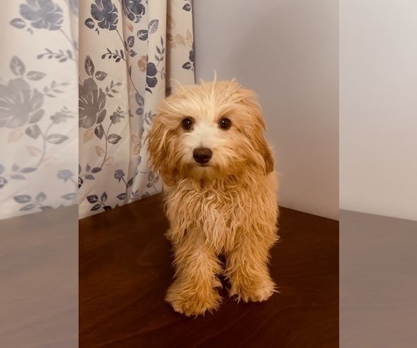 Medium Photo #2 Cavapoo-Poodle (Miniature) Mix Puppy For Sale in DURHAM, CT, USA