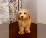 Small #1 Cavapoo-Poodle (Miniature) Mix