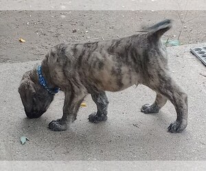 Mastiff Puppy for sale in FOWLERVILLE, MI, USA