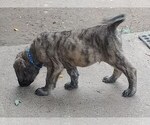 Small Mastiff