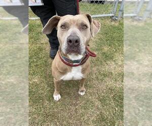 American Pit Bull Terrier-Unknown Mix Dogs for adoption in Corpus Christi, TX, USA