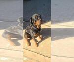 Small #1 Rottweiler