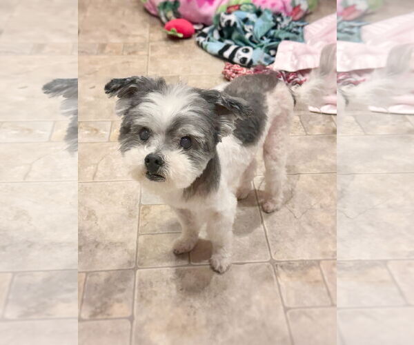 Medium Photo #1 Maltese-Unknown Mix Puppy For Sale in Pittsburg, CA, USA