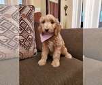 Small Photo #1 Goldendoodle Puppy For Sale in COALPORT, PA, USA