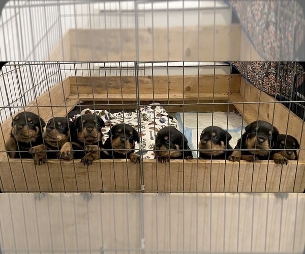 Medium Photo #4 Rottweiler Puppy For Sale in REDDING, CA, USA