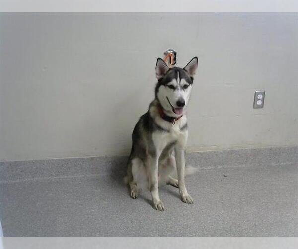 Medium Photo #1 Siberian Husky-Unknown Mix Puppy For Sale in Pasadena, TX, USA