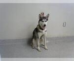 Small Siberian Husky Mix