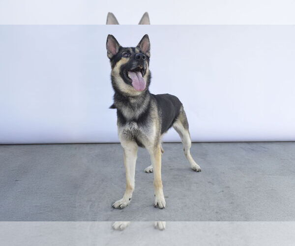 Medium Photo #2 German Shepherd Dog Puppy For Sale in Pasadena, CA, USA