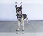 Small #1 German Shepherd Dog