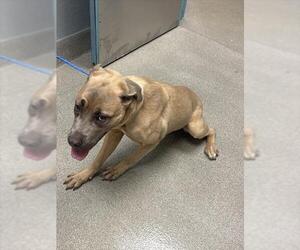 Mutt Dogs for adoption in Las Vegas, NV, USA
