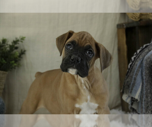 Medium Photo #5 Boxer Puppy For Sale in SHIPSHEWANA, IN, USA
