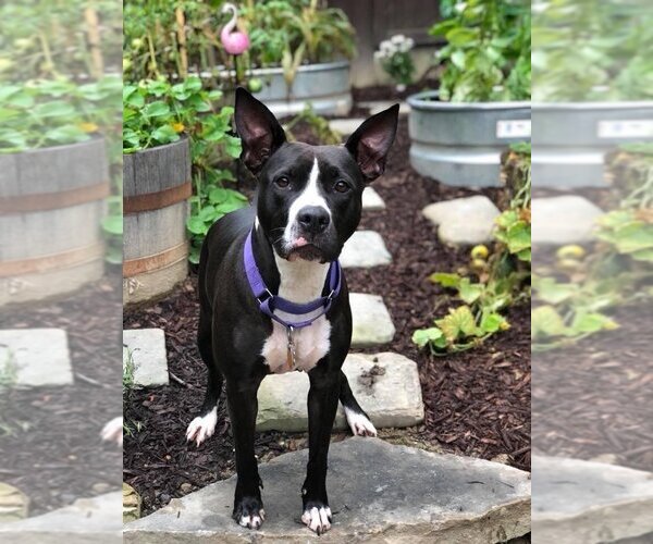 Medium Photo #4 Mutt Puppy For Sale in New York, NY, USA