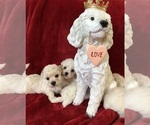 Small #3 Maltipoo