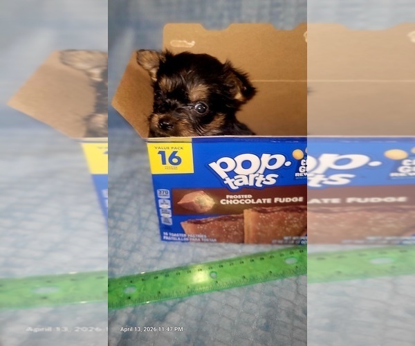 Medium Photo #8 Yorkshire Terrier Puppy For Sale in AKRON, OH, USA