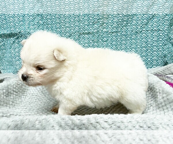 Medium Photo #1 Pomeranian Puppy For Sale in DAWSONVILLE, GA, USA