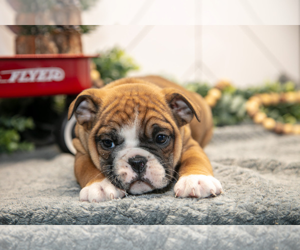 Medium Photo #5 Beabull Puppy For Sale in FRESNO, OH, USA