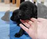Small #11 Labrador Retriever