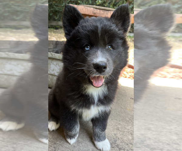 Medium Photo #3 Pomsky Puppy For Sale in JACKSONVILLE, FL, USA
