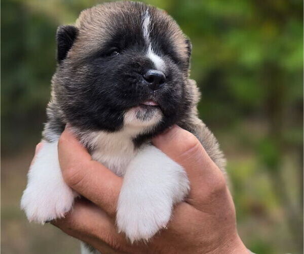 Medium Photo #6 Akita Puppy For Sale in STRAFFORD, MO, USA