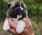 Small #5 Akita