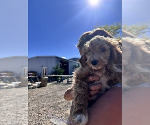 Bernedoodle Puppy for Sale in GOLDEN, Colorado USA