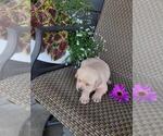 Small #4 Labrador Retriever