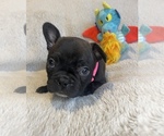 Puppy Jade Faux Frenchbo Bulldog