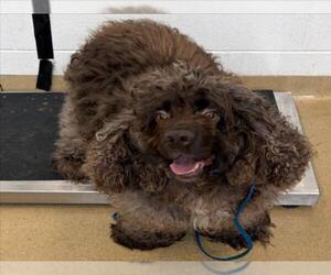 Cocker Spaniel Dogs for adoption in Derwood, MD, USA