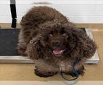 Small Cocker Spaniel