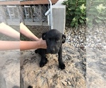 Small Photo #8 Mastador Puppy For Sale in MONTGOMERY, IN, USA