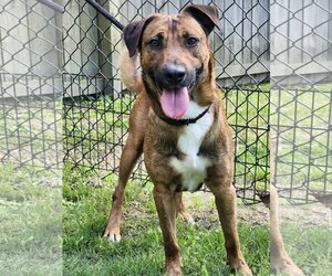 Mutt Dogs for adoption in Westminster, MD, USA