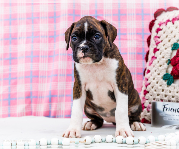 Medium Photo #8 Boxer Puppy For Sale in WAKARUSA, IN, USA
