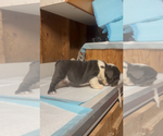 Small #6 English Bulldog