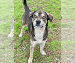 Small Labrador Retriever Mix