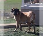 Small Photo #1 Mastiff Puppy For Sale in RED LION, PA, USA
