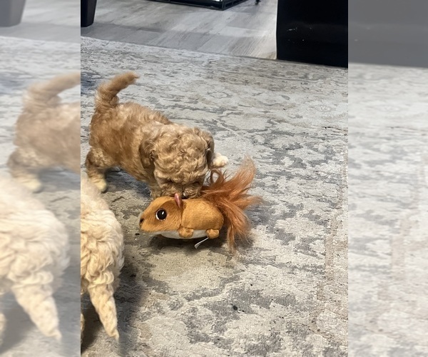 Medium Photo #10 Poodle (Toy) Puppy For Sale in FORESTVILLE, MD, USA